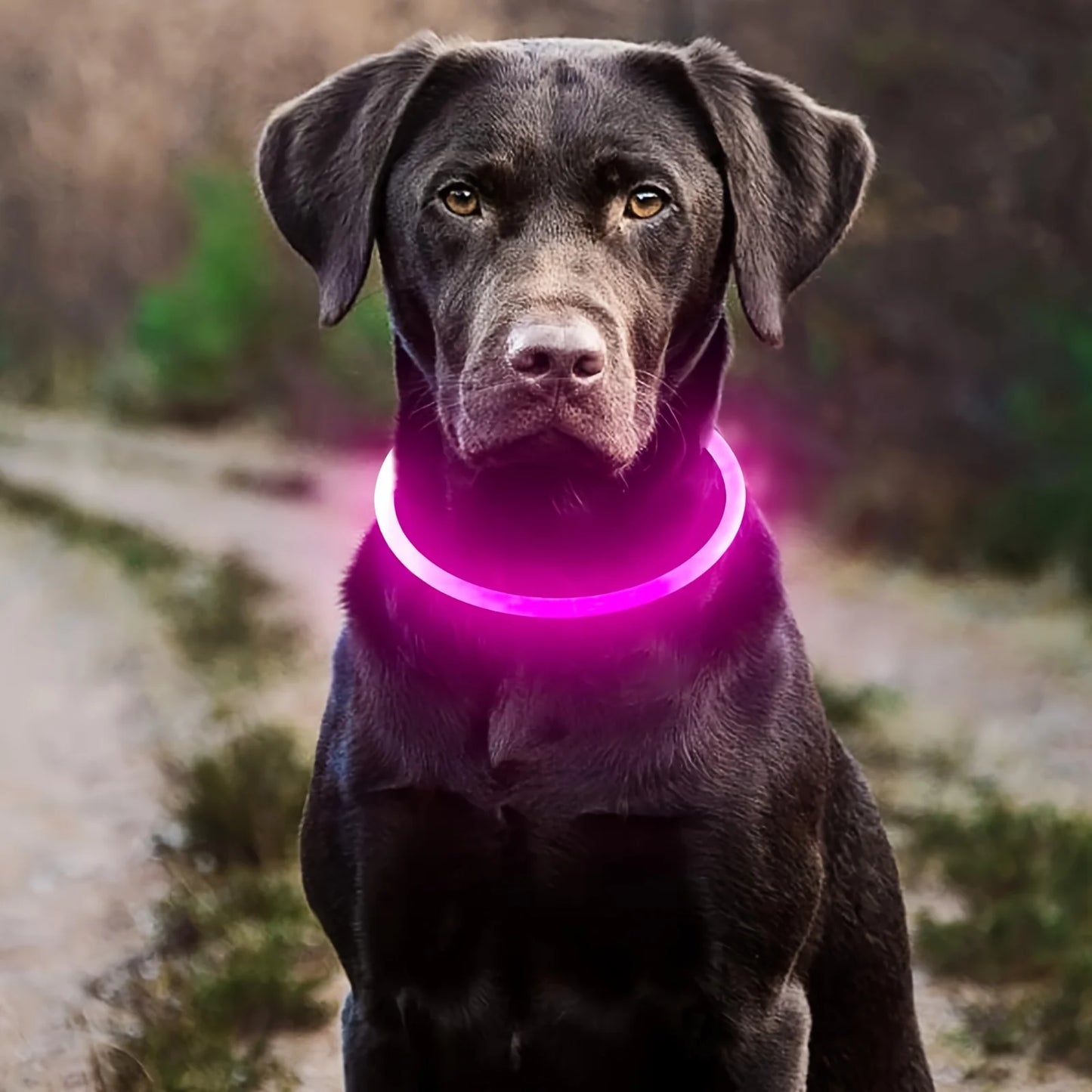 Pet Dog LED Light Collar Luminous Anti-Lost