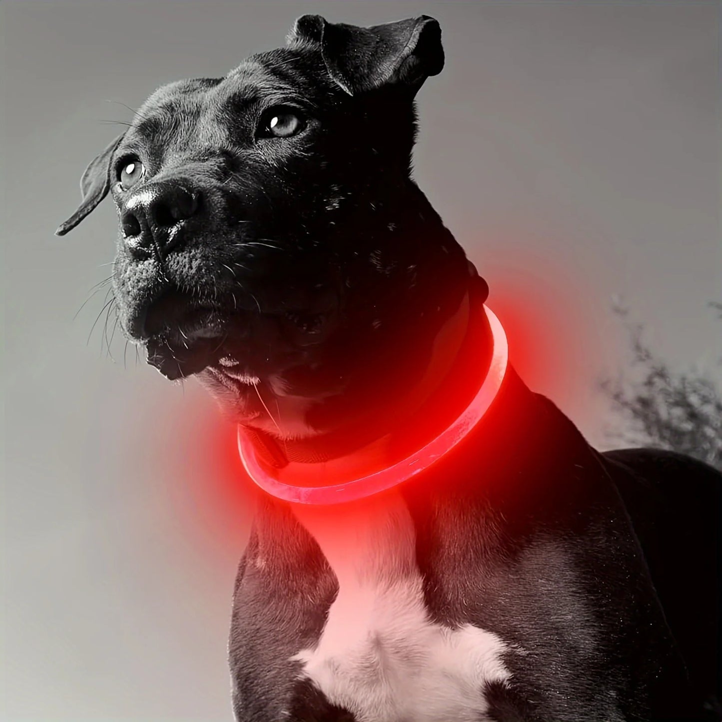 Pet Dog LED Light Collar Luminous Anti-Lost